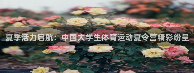 3377体育官网下载平台注册流程视频：夏季活力启航：
